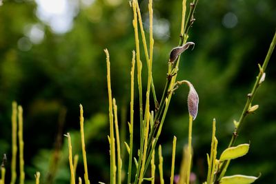 Close-up of flowering plant