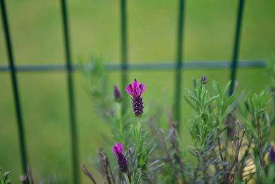 Close-up of purple flowering plant