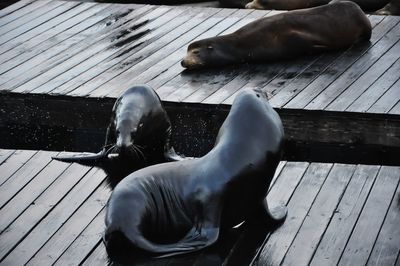 Low section of horse relaxing on wood