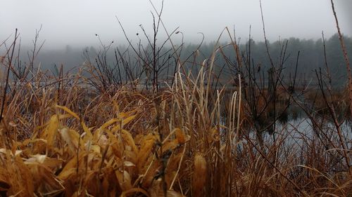 Plants growing on field