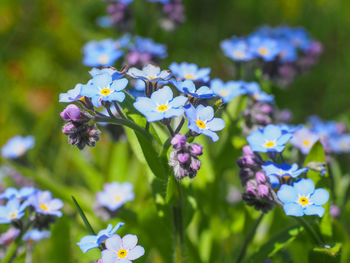 Close-up of purple flowers blooming outdoors