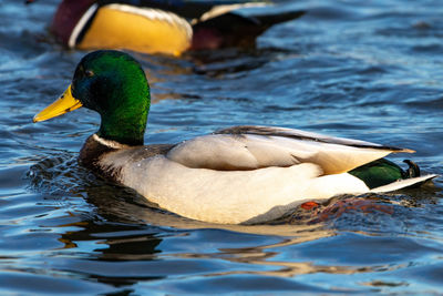 Duck swimming in lake