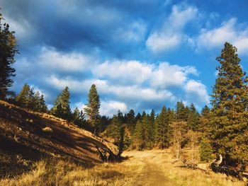Rural scene of a path amongst evergreen forest with blue sky and white clouds