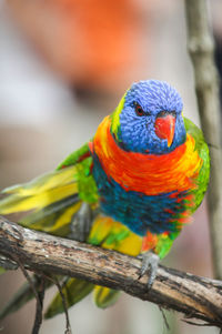 Close-up of parrot perching on branch