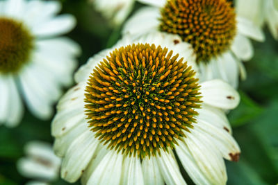 Close-up of flower