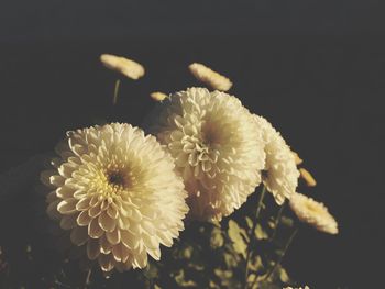 Close-up of flowers