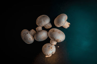 High angle view of mushrooms against black background