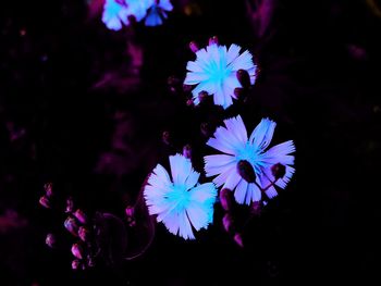 Close-up of flowers blooming against black background