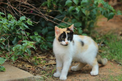 Cute tricolor kitten standing in a garden 