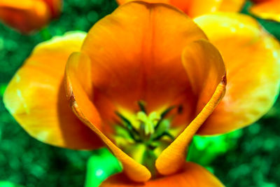 Close-up of yellow flower blooming outdoors