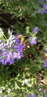 Close-up of insect on purple flower