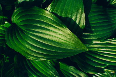 Top view of fresh green hosta leaves lush foliage natural background.