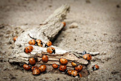 Group of ladybugs on branch
