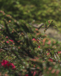 Close-up of butterfly on flower tree