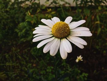 Close-up of white flower blooming outdoors