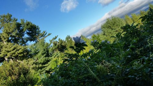 Trees against cloudy sky