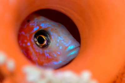 Close-up of fish underwater