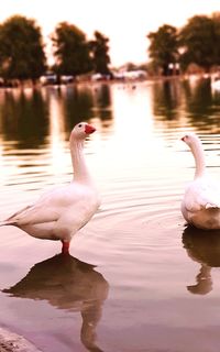 Swan swimming in lake