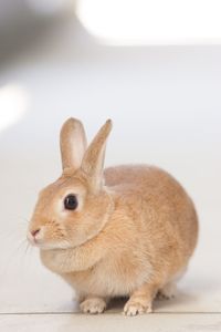 Close-up of a rabbit