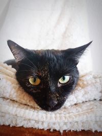 Close-up portrait of black cat