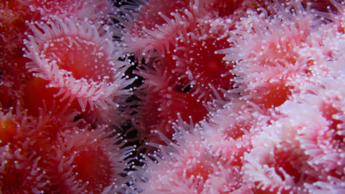 Close-up of coral in sea