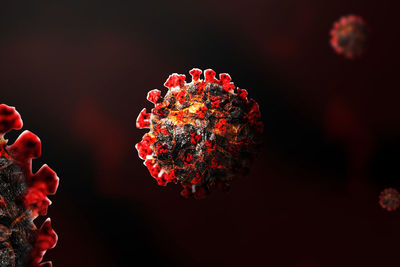 Close-up of red rose flower against blurred background