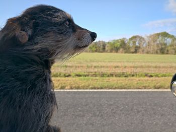 Side view of a dog looking away