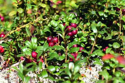 Close-up of red berries growing on plant