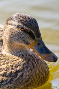 Close-up of a duck