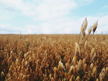 Crops growing on field against sky