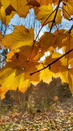 Close-up of maple leaves during autumn