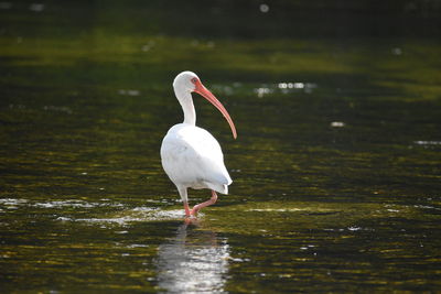 Bird on a lake