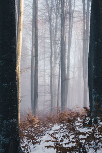 Trees in forest during winter