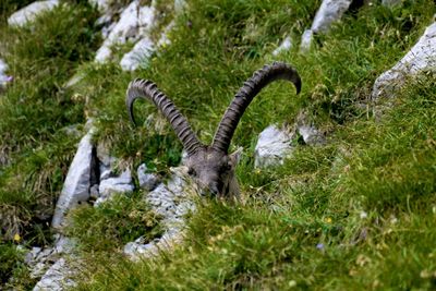 View of an animal on land