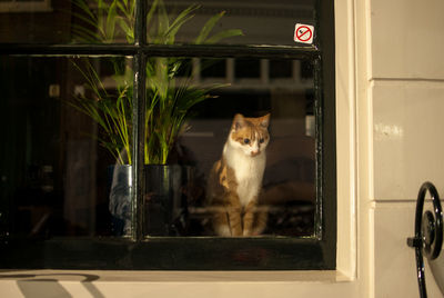 Close-up portrait of cat