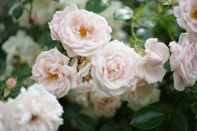 Close-up of pink roses