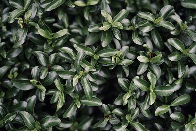 Full frame shot of fresh green plants