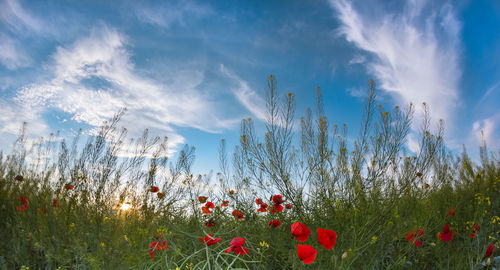 Flowering plants on field against sky