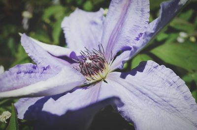 Close-up of purple flowering plant