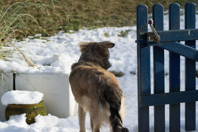Dog standing on footpath by gate during winter