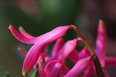 Close-up of pink flowering plant