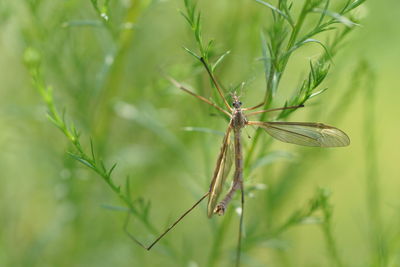 Close-up of insect on plant