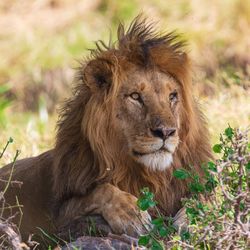 Close-up of lion on ground