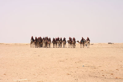 Group of people riding camel on desert against clear sky