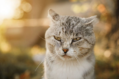 Sad old cat is basking in the sun in summer outdoors.