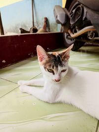 Portrait of cat sitting on floor