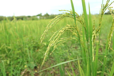 Close up of green paddy rice. yellow green rice field in thailand.