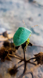 Close-up of insect on leaf
