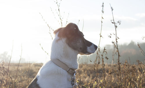 Close-up of dog on field against sky