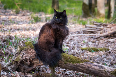 Free living norwegian forest cat in wilderness